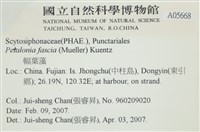 西洋葉苔藏品圖，第2張