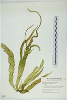 西洋葉苔藏品圖，第1張