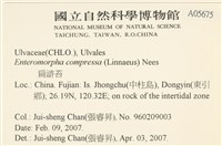 扁石髮藏品圖，第2張