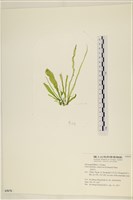 扁石髮藏品圖，第1張