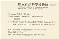 扁石髮藏品圖，第2張