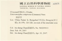 扁石髮藏品圖，第2張