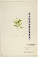 石髮藏品圖，第1張