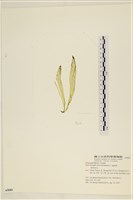 石髮藏品圖，第3張