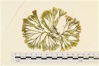 登錄號:A00005689藏品圖，第1張