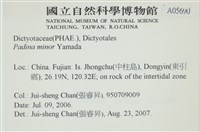 小團扇藻藏品圖，第2張