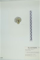 小團扇藻藏品圖，第3張