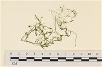 登錄號:A00005713藏品圖，第1張