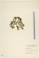 登錄號:A00005716藏品圖，第1張