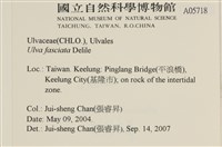 長片石蓴, 裂片石蓴藏品圖，第2張