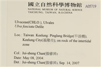 長片石蓴, 裂片石蓴藏品圖，第2張