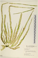 長片石蓴, 裂片石蓴藏品圖，第1張