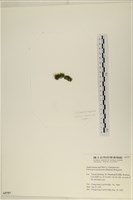 指枝藻藏品圖，第3張
