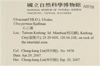 石蓴藏品圖，第2張