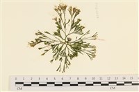 登錄號:A00005764藏品圖，第1張