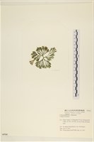 登錄號:A00005765藏品圖，第3張