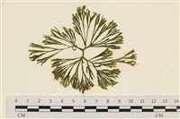 登錄號:A00005765藏品圖，第1張