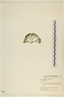 登錄號:A00005766藏品圖，第3張