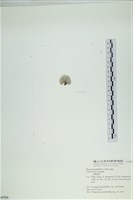 小團扇藻藏品圖，第3張