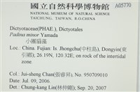 小團扇藻藏品圖，第2張