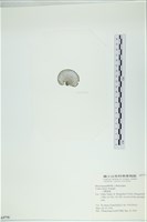 小團扇藻藏品圖，第3張