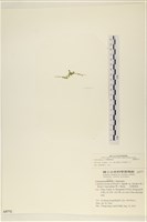 登錄號:A00005771藏品圖，第3張