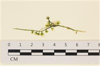 登錄號:A00005771藏品圖，第1張