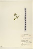 登錄號:A00005772藏品圖，第3張