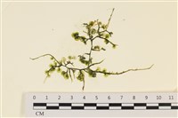 登錄號:A00005772藏品圖，第1張