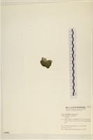 登錄號:A00005781藏品圖，第3張