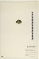 登錄號:A00005783藏品圖，第3張