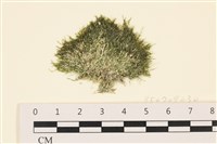 登錄號:A00005783藏品圖，第1張