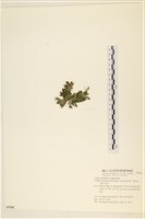 絨毛松藻藏品圖，第3張