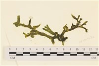 登錄號:A00005785藏品圖，第1張