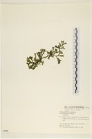 登錄號:A00005786藏品圖，第3張