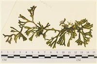 登錄號:A00005786藏品圖，第1張