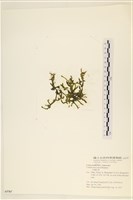 登錄號:A00005787藏品圖，第3張