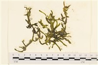 登錄號:A00005787藏品圖，第1張