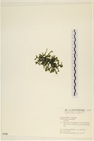 登錄號:A00005788藏品圖，第3張