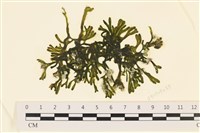 登錄號:A00005788藏品圖，第1張