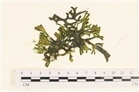 登錄號:A00005789藏品圖，第1張
