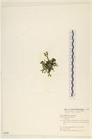 登錄號:A00005790藏品圖，第3張
