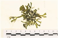 登錄號:A00005790藏品圖，第1張
