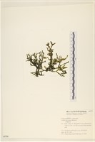 館號:A00005791藏品圖，第3張