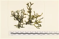 館號:A00005791藏品圖，第1張