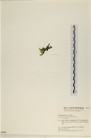 登錄號:A00005796藏品圖，第3張