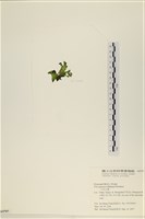 登錄號:A00005797藏品圖，第3張