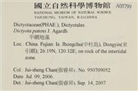 刺叉網地藻藏品圖，第2張