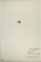 刺叉網地藻藏品圖，第3張