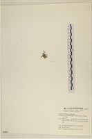 絨毛松藻藏品圖，第3張